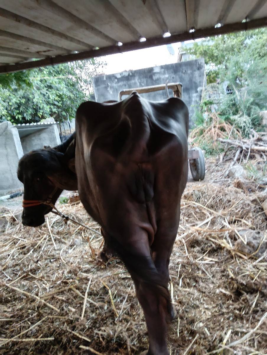 જાફરાબાદી