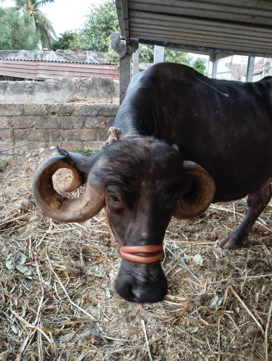 જાફરાબાદી