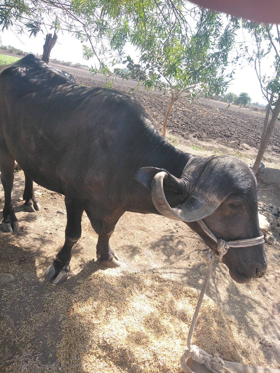 ભેંસ પેલુવેતર અને એક બીજા વેતર