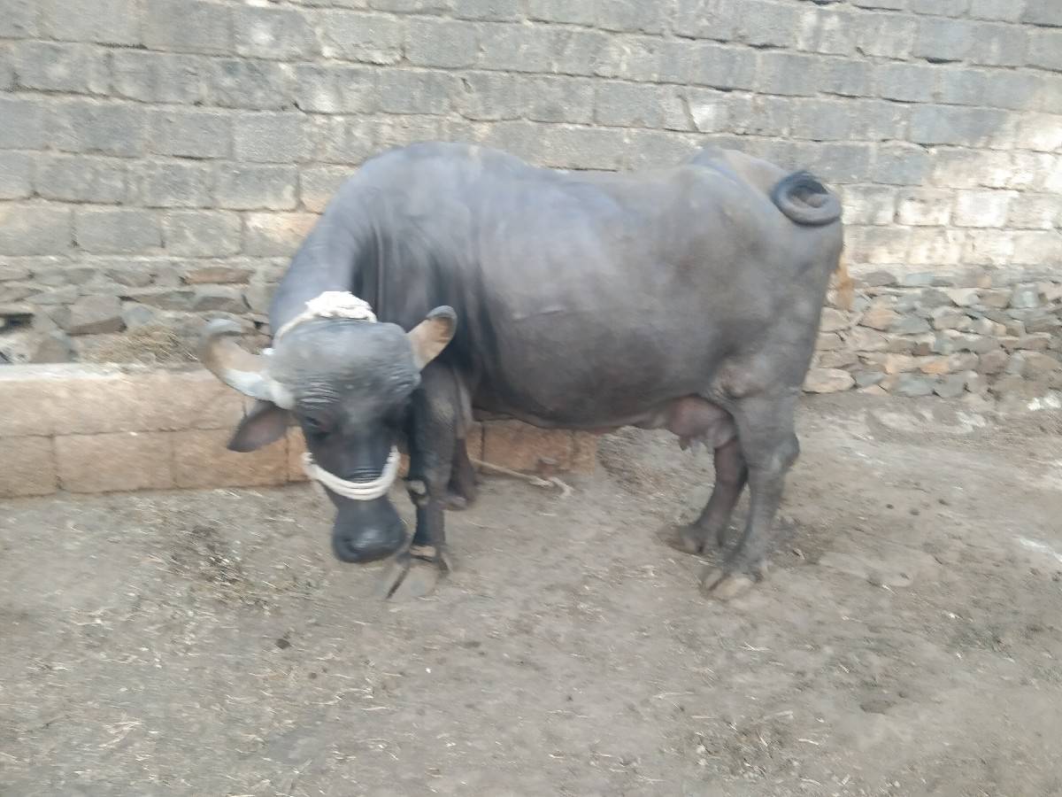 ભેંસ વેચવાની છે