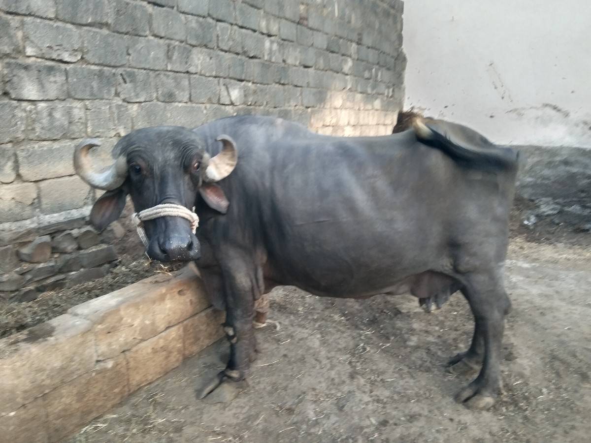 ભેંસ વેચવાની છે