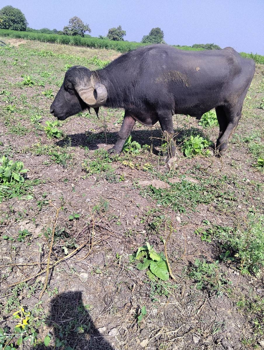 પાડો વેચવાનો છે