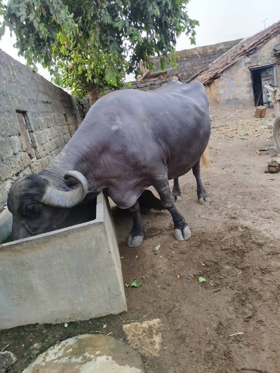 ભેસ વેચવાની છે