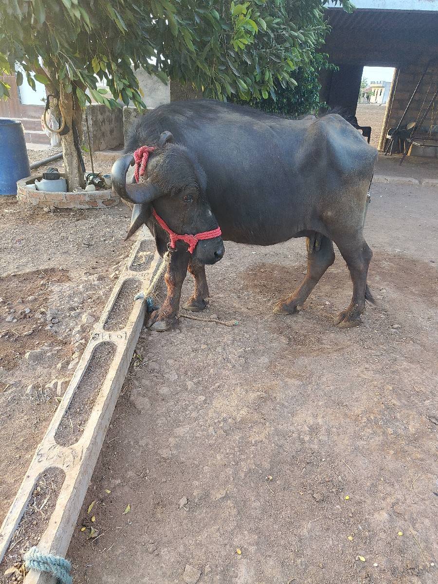 ભેસ વેચવાની છે