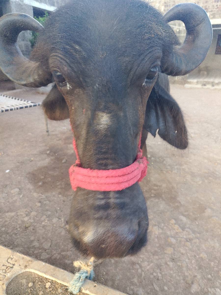 ભેસ વેચવાની છે