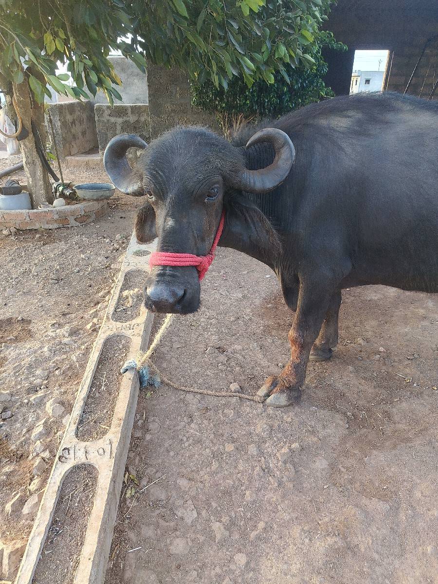 ભેસ વેચવાની છે
