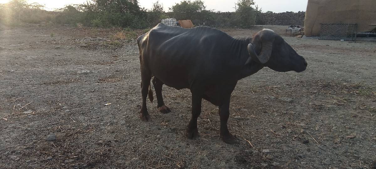 ભેંસ વેચવાની છે