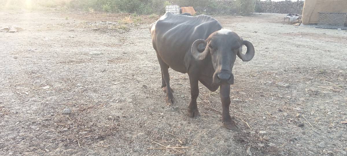 ભેંસ વેચવાની છે