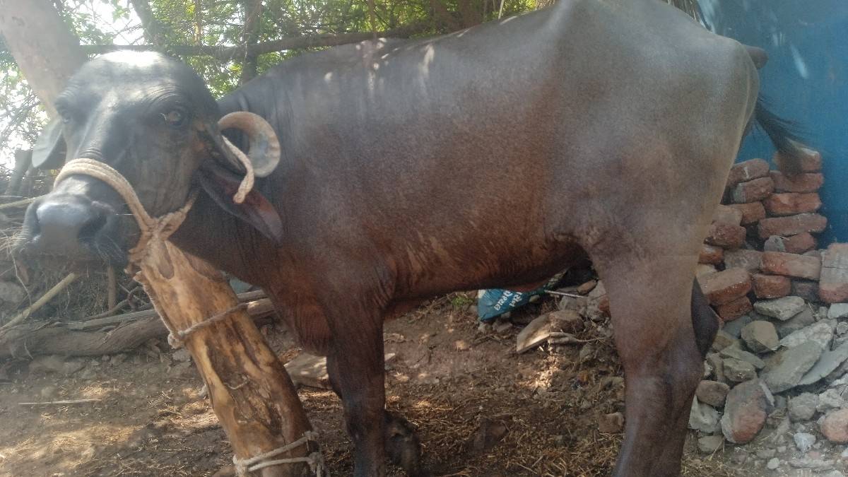 khadele vachavani che