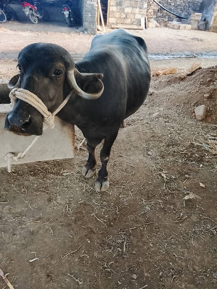 भेस वेसवानी छे सावसोजी
