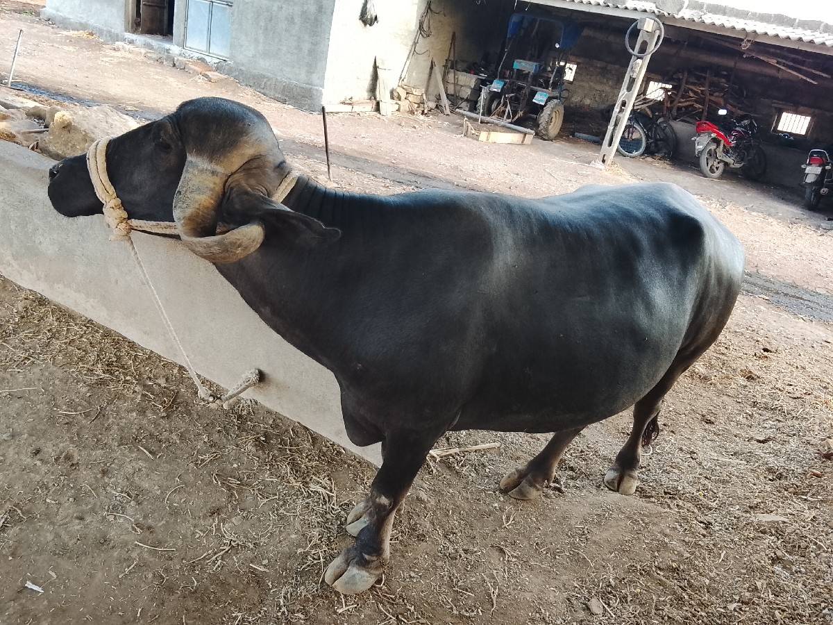 भेस वेसवानी छे सावसोजी