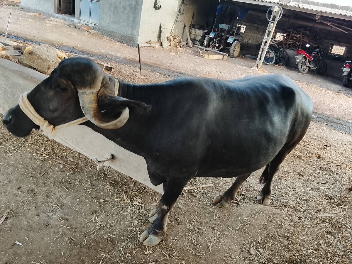 भेस वेसवानी छे सावसोजी
