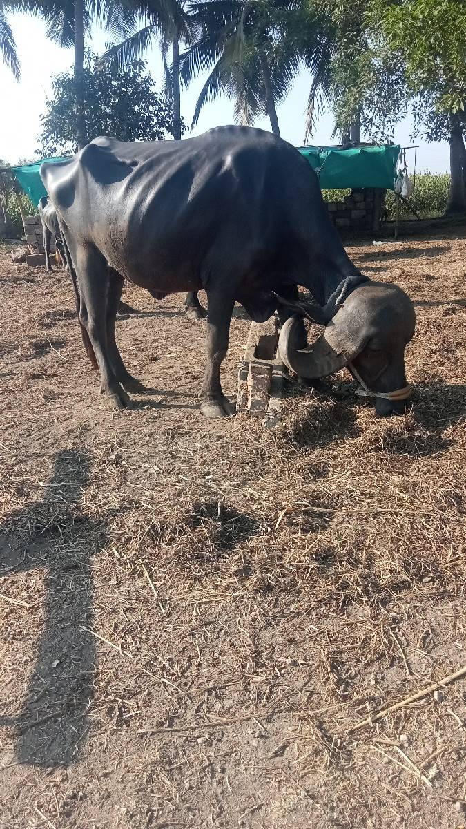 ખડેલી વેચવાની છે