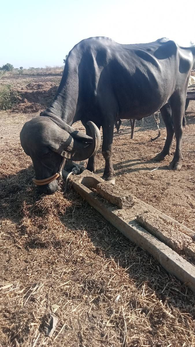 ખડેલી વેચવાની છે