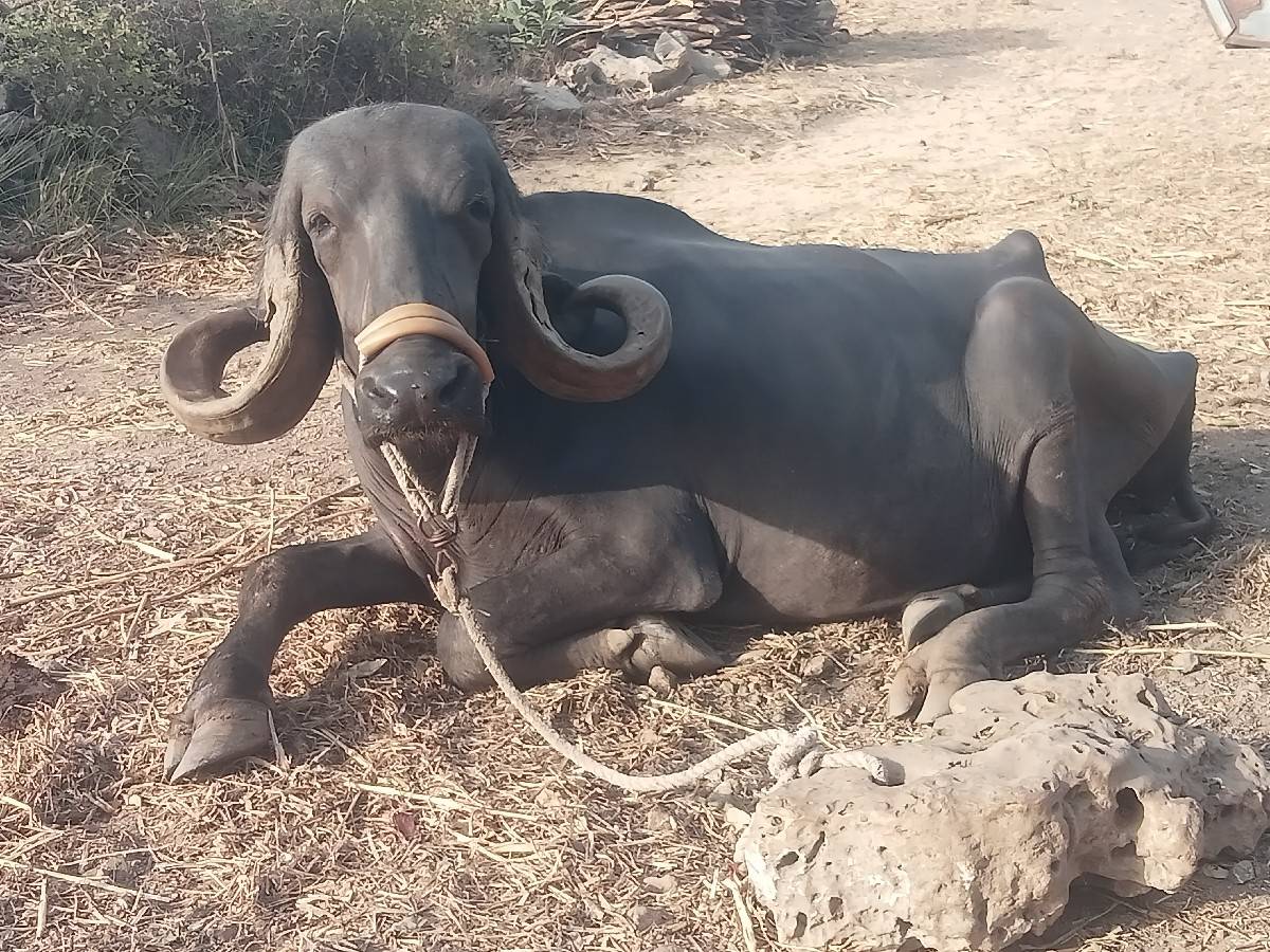 ખડેલી વેચવાની છે
