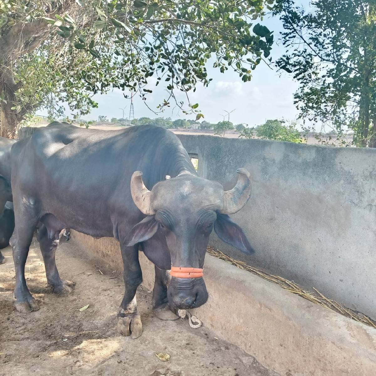 ૨ વેતરની ભેંસ વેચવાની છે