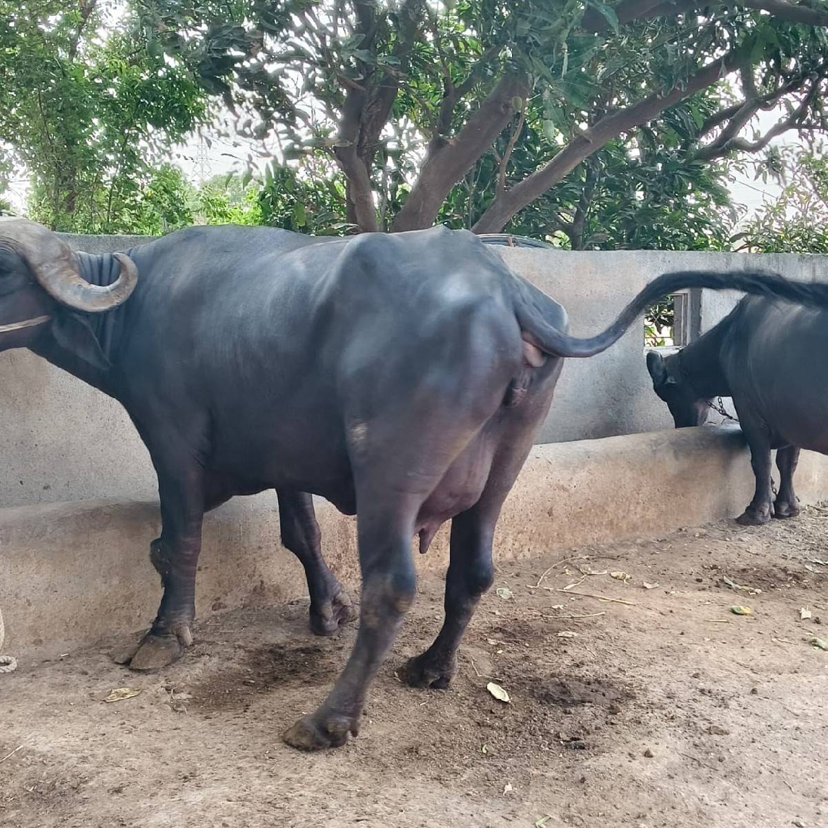 ૨ વેતરની ભેંસ વેચવાની છે