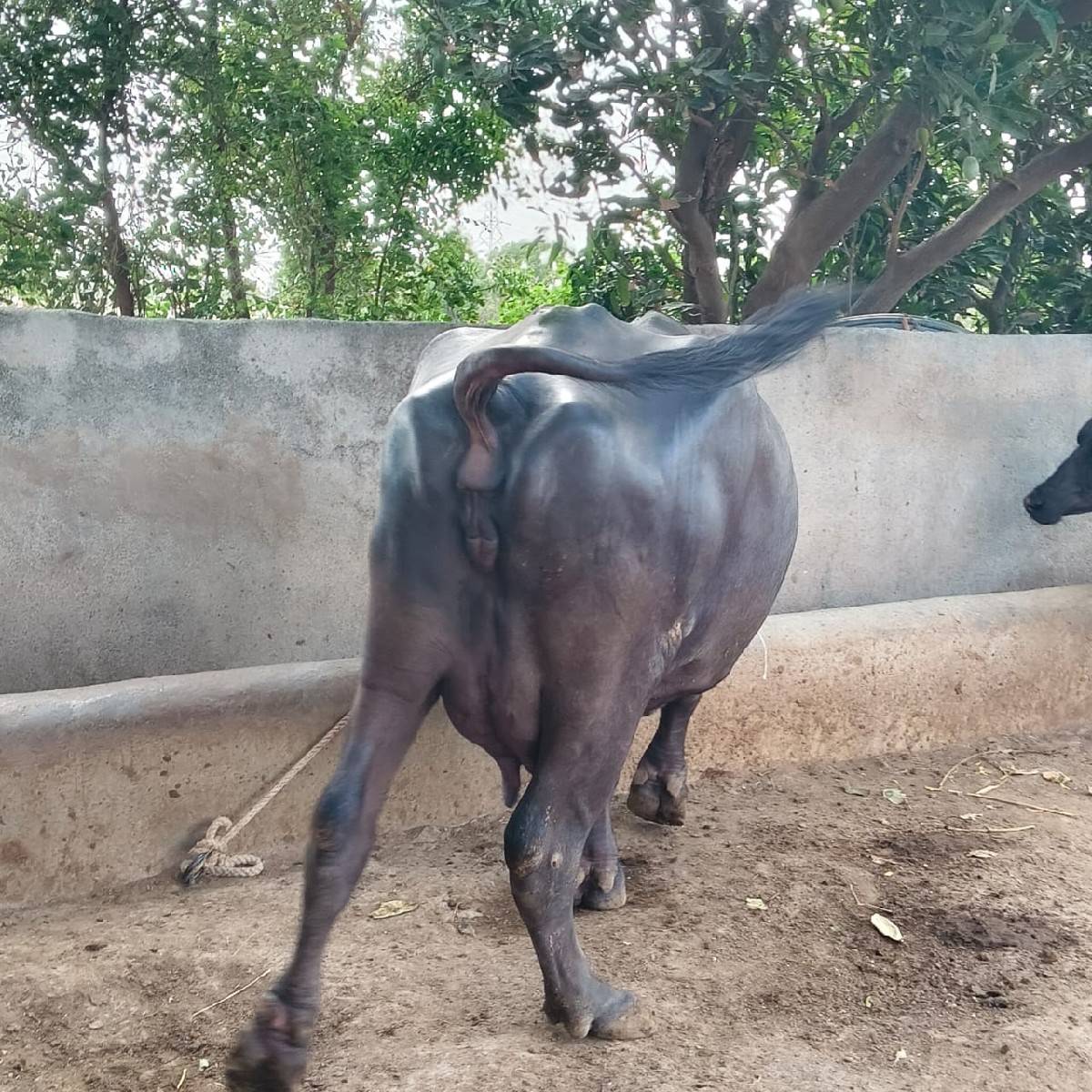 ૨ વેતરની ભેંસ વેચવાની છે