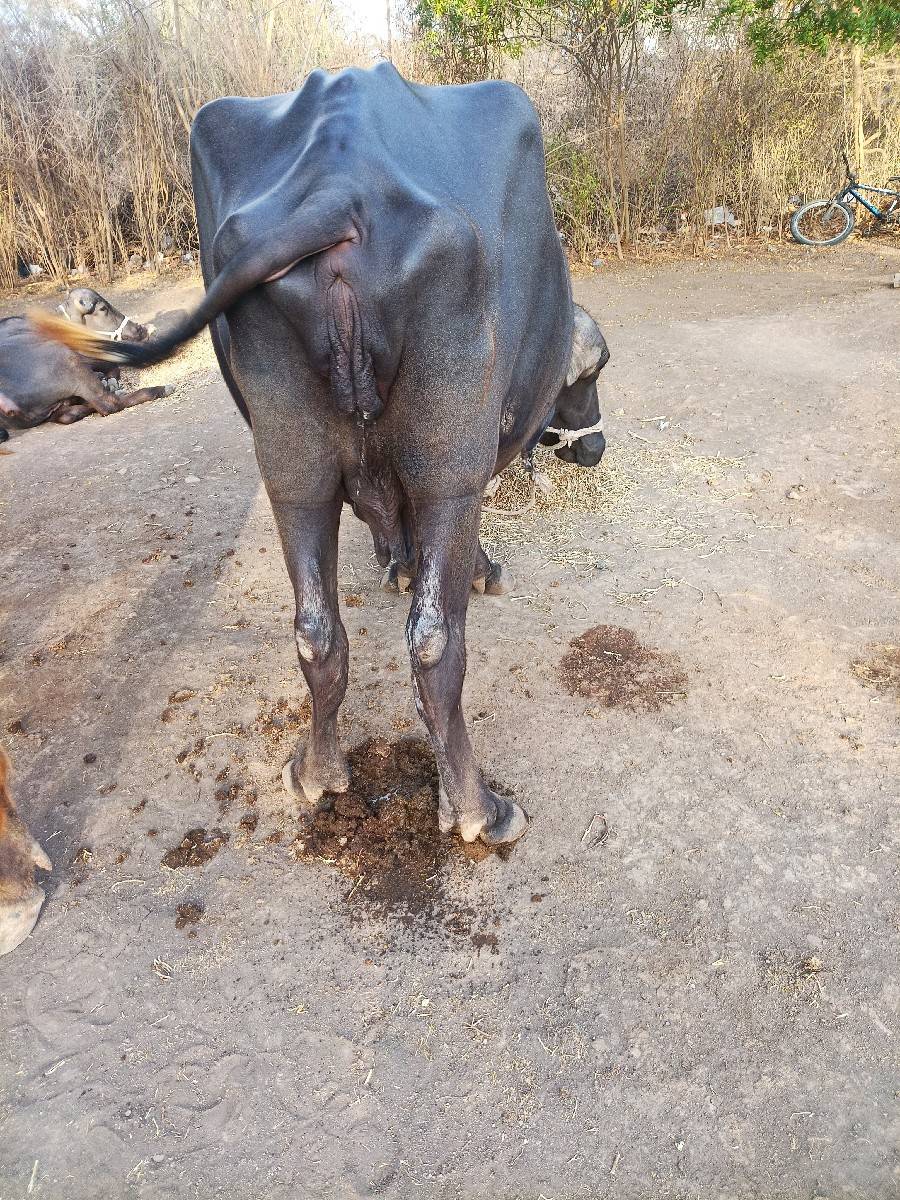 ભેંસ વેચવાની છે બીજા વેતરમાં છે