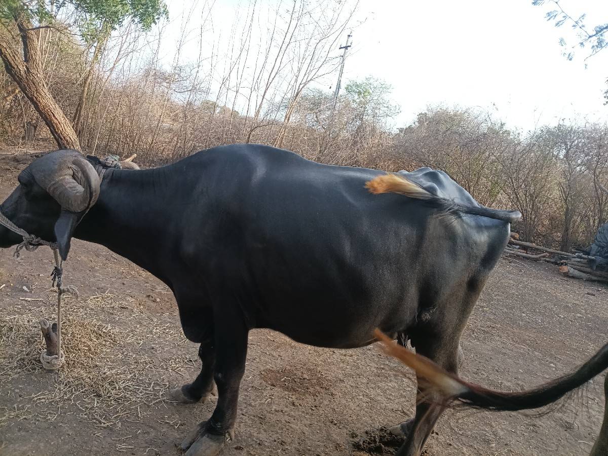ભેંસ વેચવાની છે બીજા વેતરમાં છે
