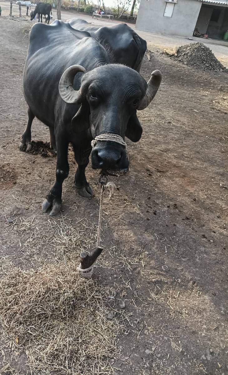 ભેંસ વેચવાની છે બીજા વેતરમાં છે