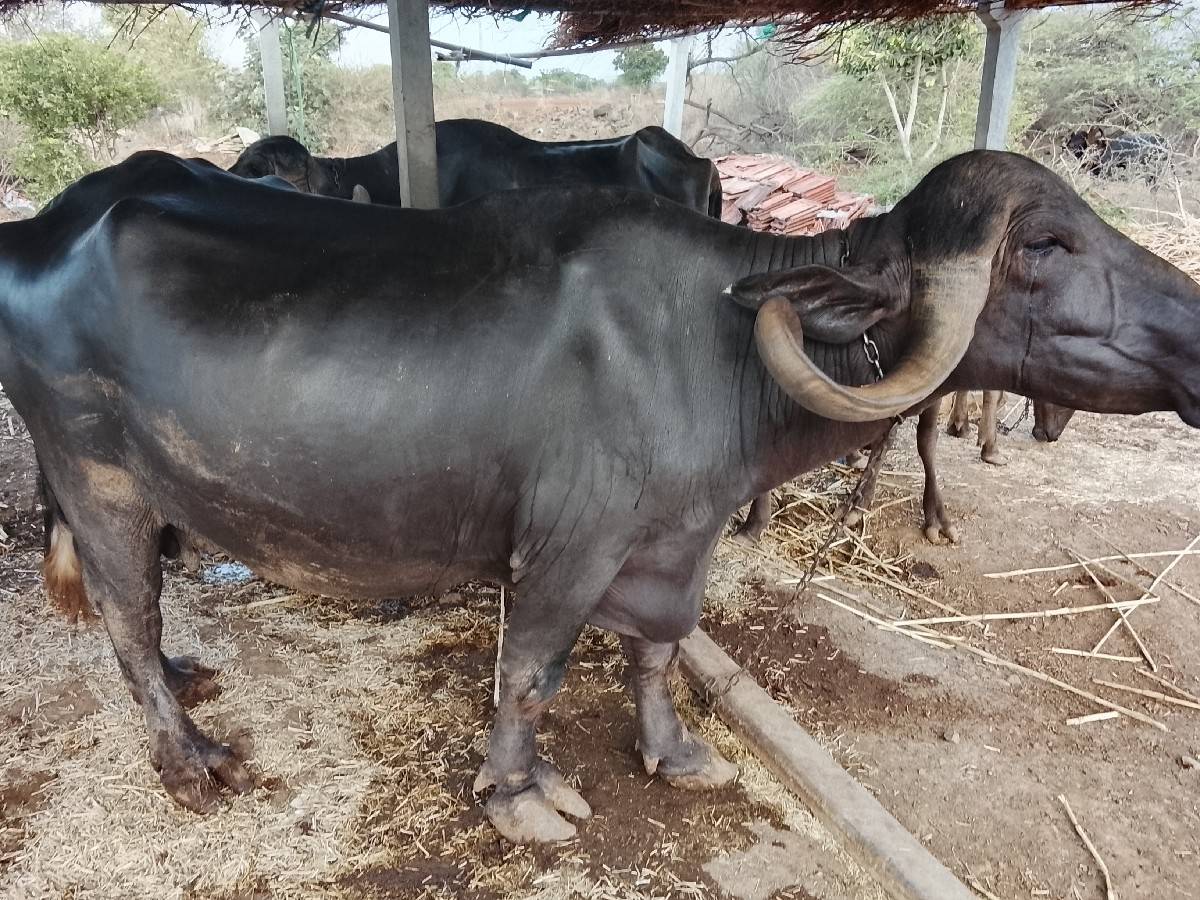 ભેંશ વેચવાની છે