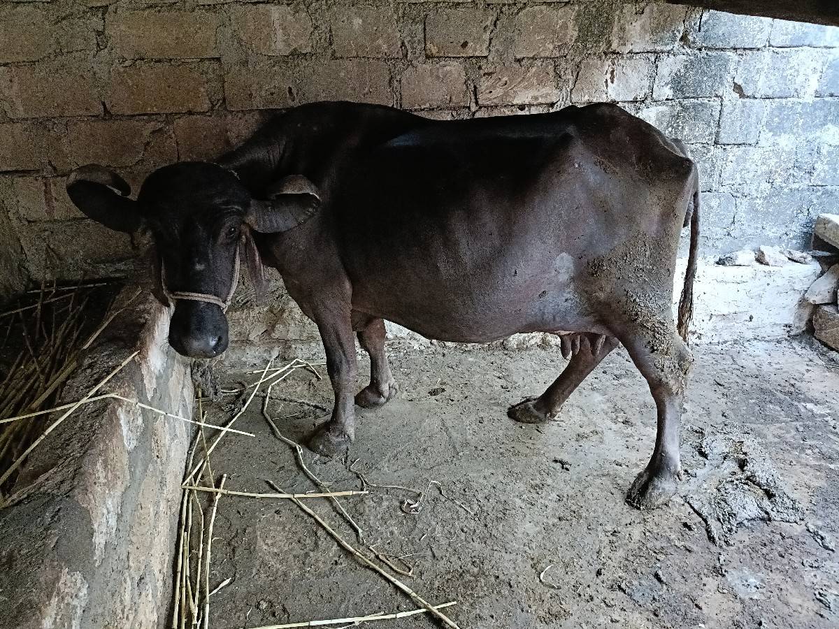 Bhesh vechvani se