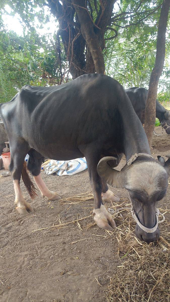 ભેસ
