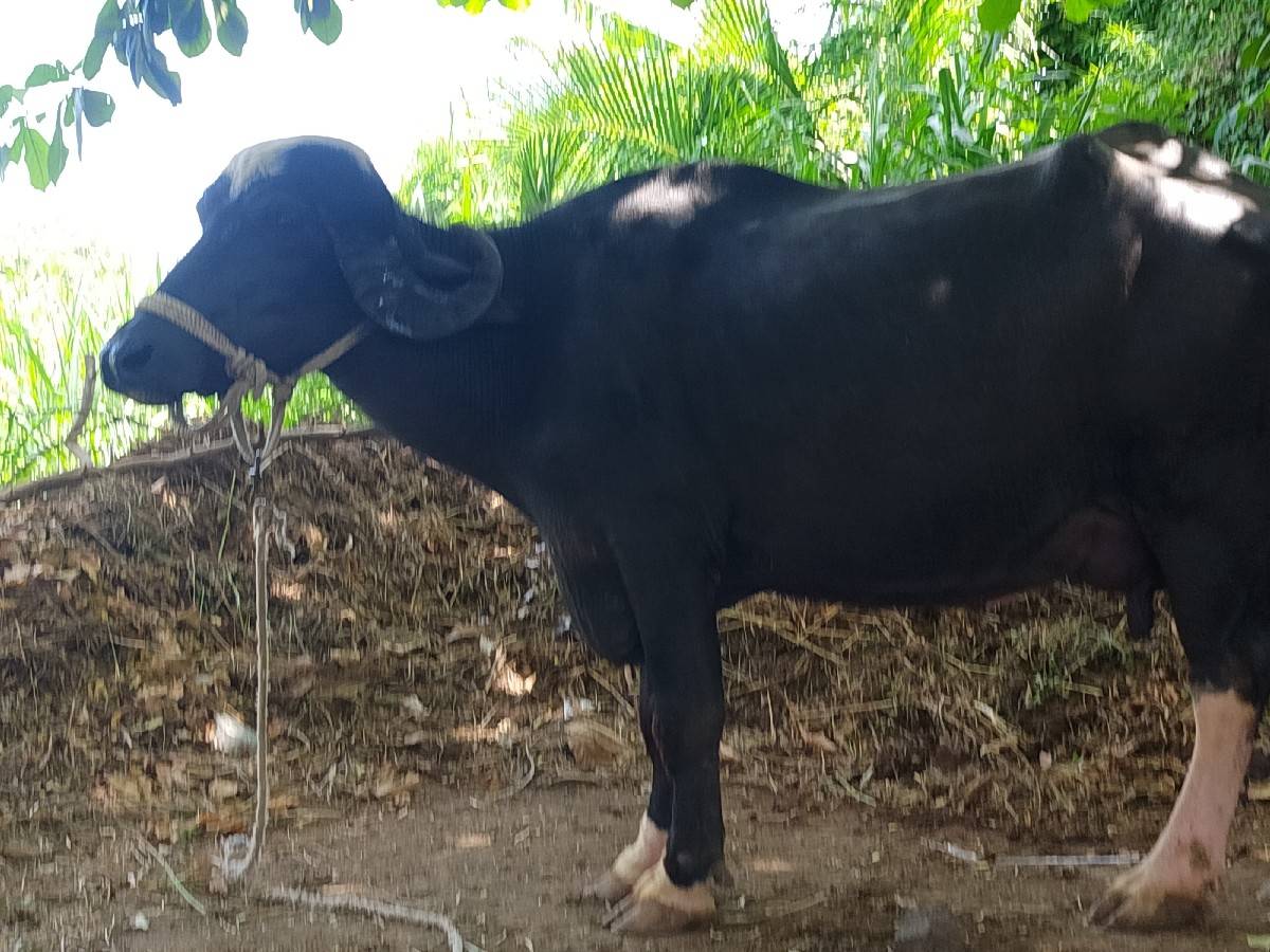 ભેસ