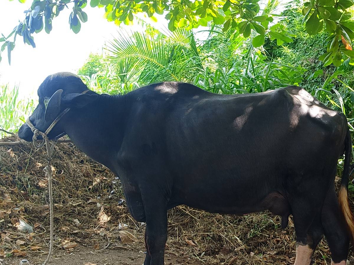 ભેસ