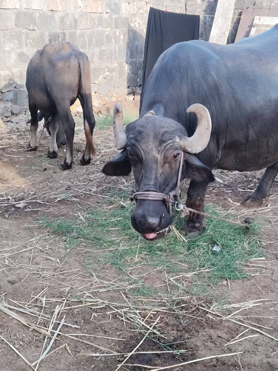 bhes vachava ne cha