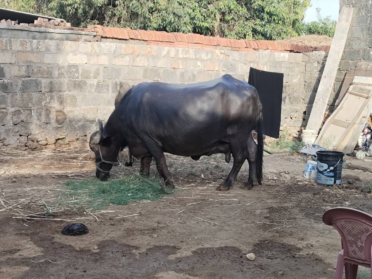 bhes vachava ne cha
