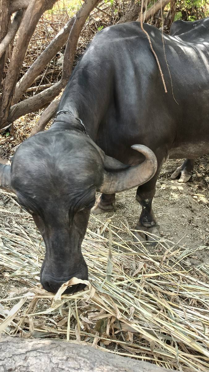 ભેસ વેચવાની છે.