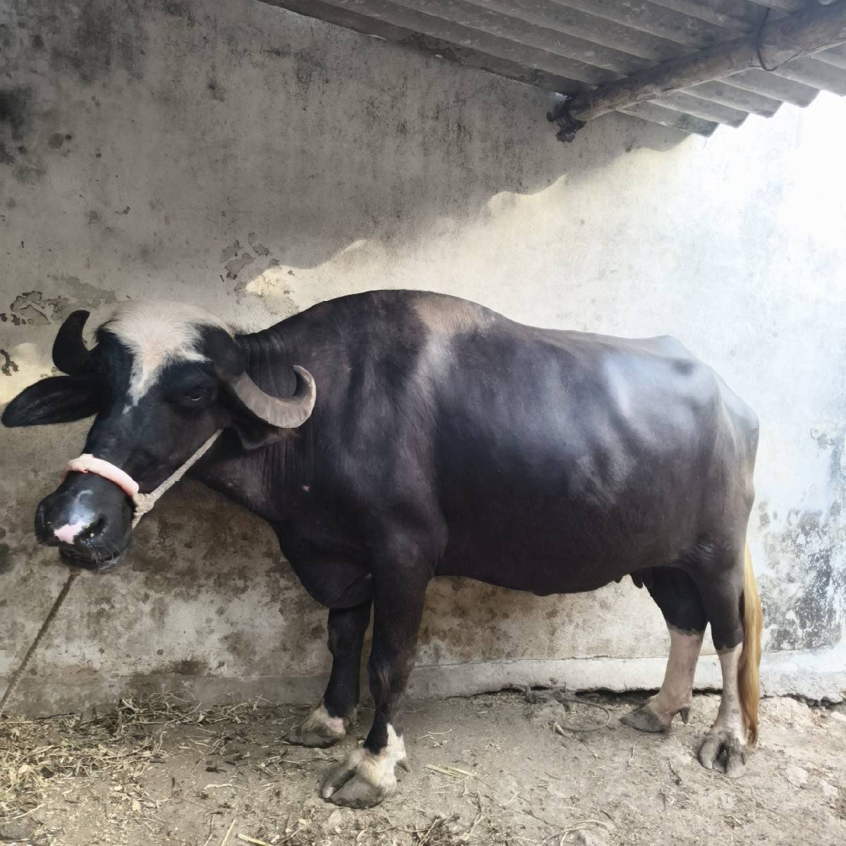 ભેંસ વેચવાની છે