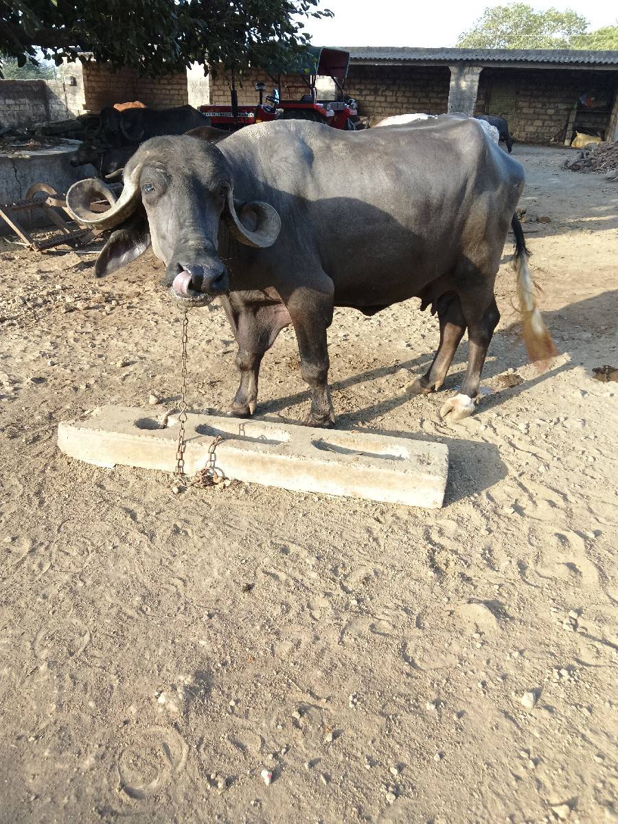 આ ભેંસ વેચવાની છે