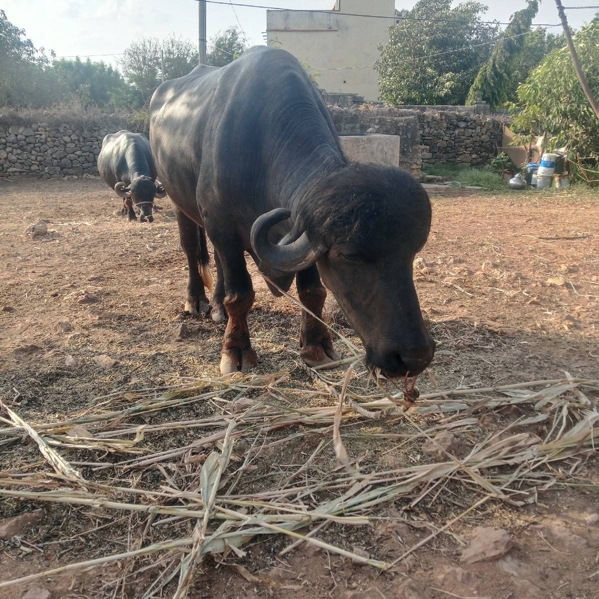 પાડો વેચવાનો છે