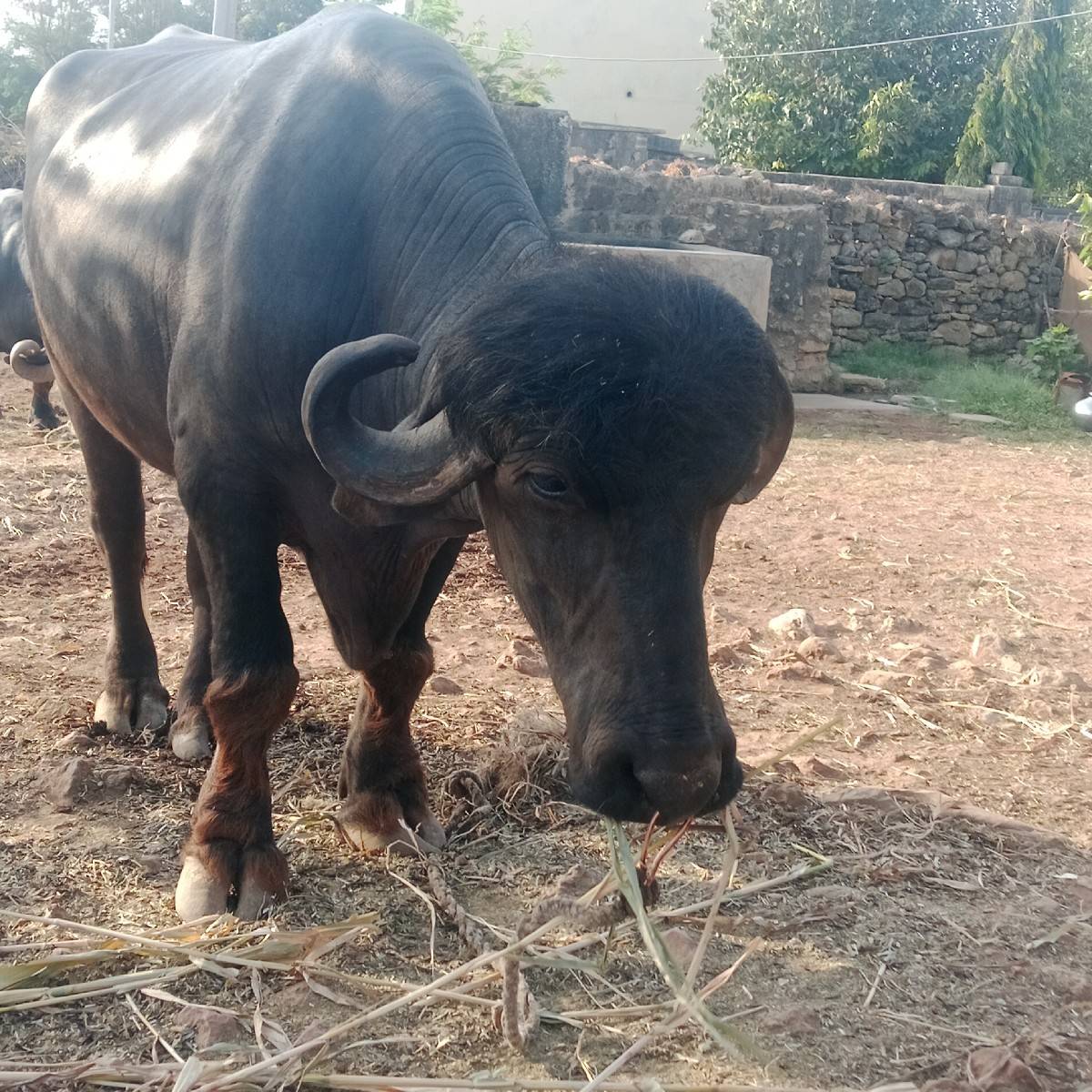 પાડો વેચવાનો છે