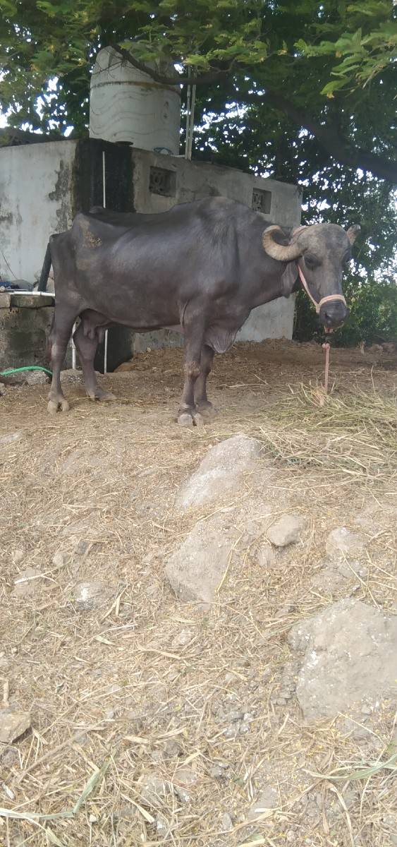 ભેસ