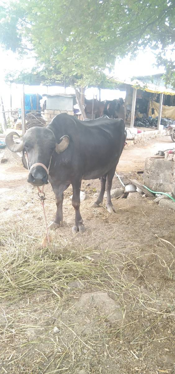 ભેસ