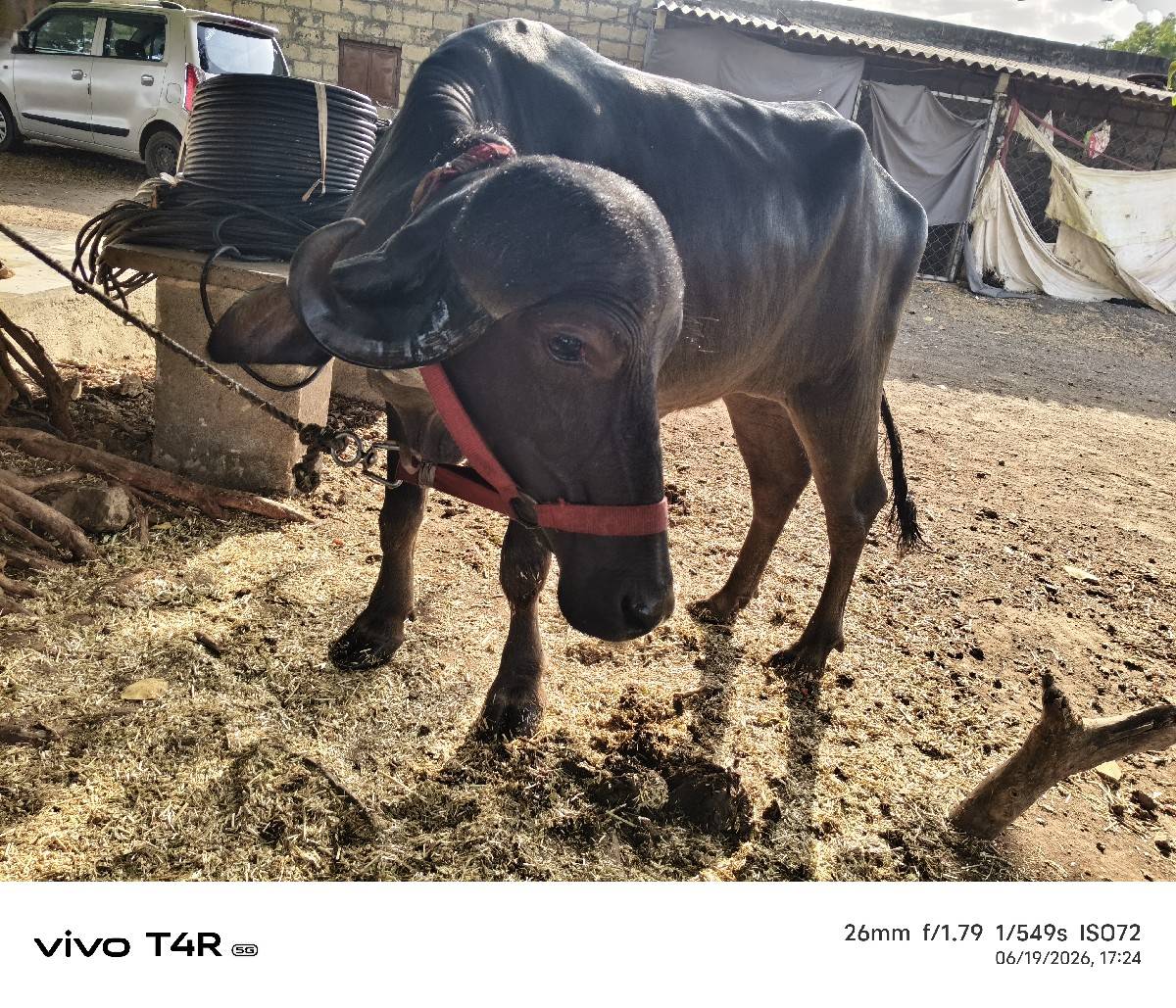 પાડી વેચવાની છે