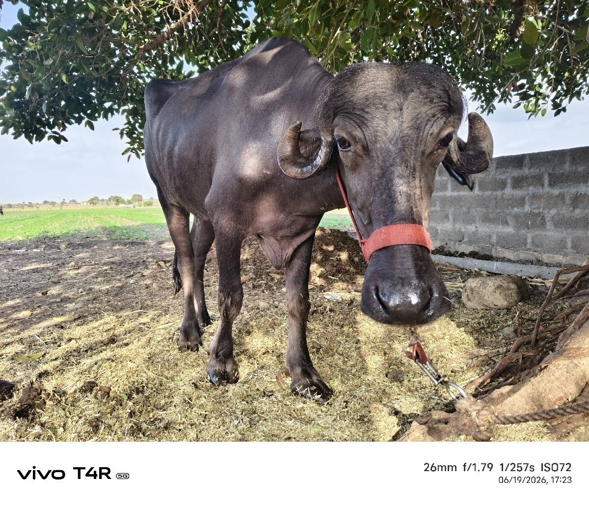 પાડી વેચવાની છે