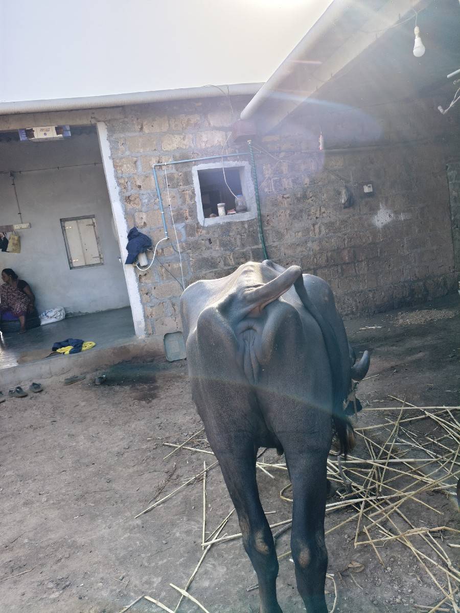 ખડેલી વેચવાની છે