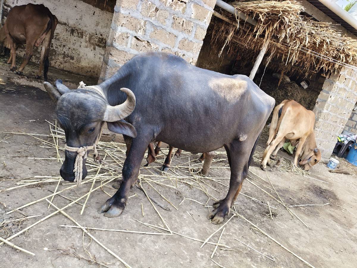 ખડેલી વેચવાની છે