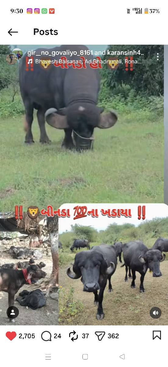 પાડો વેસાવ છે