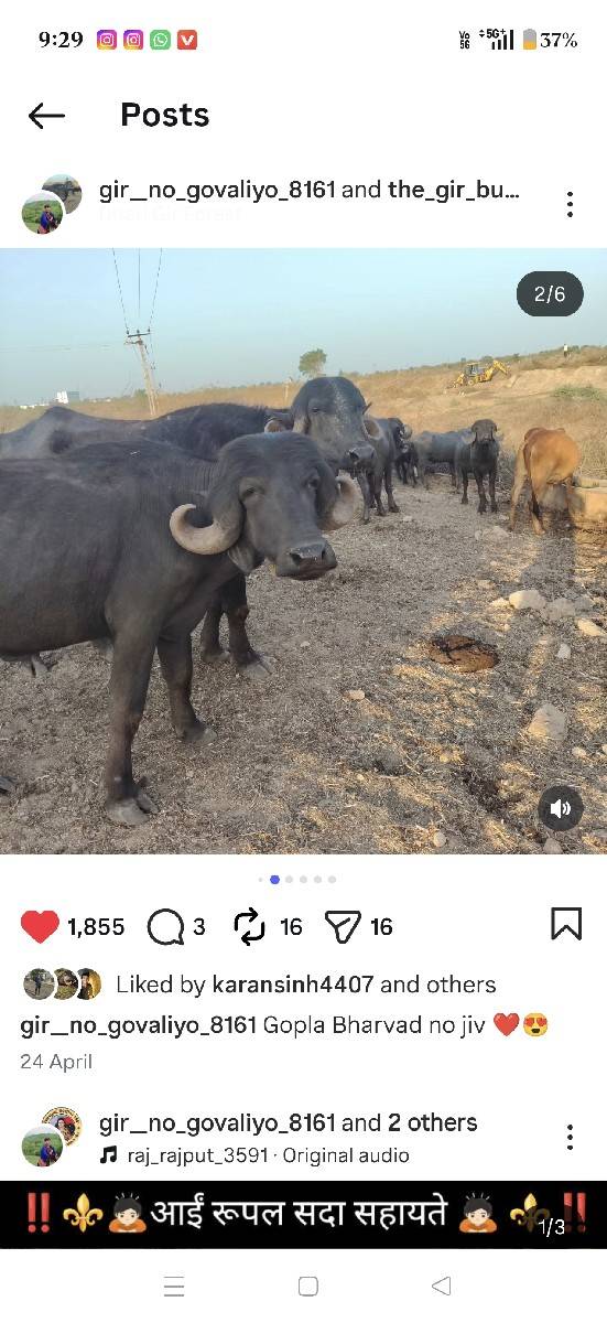 પાડો વેસાવ છે