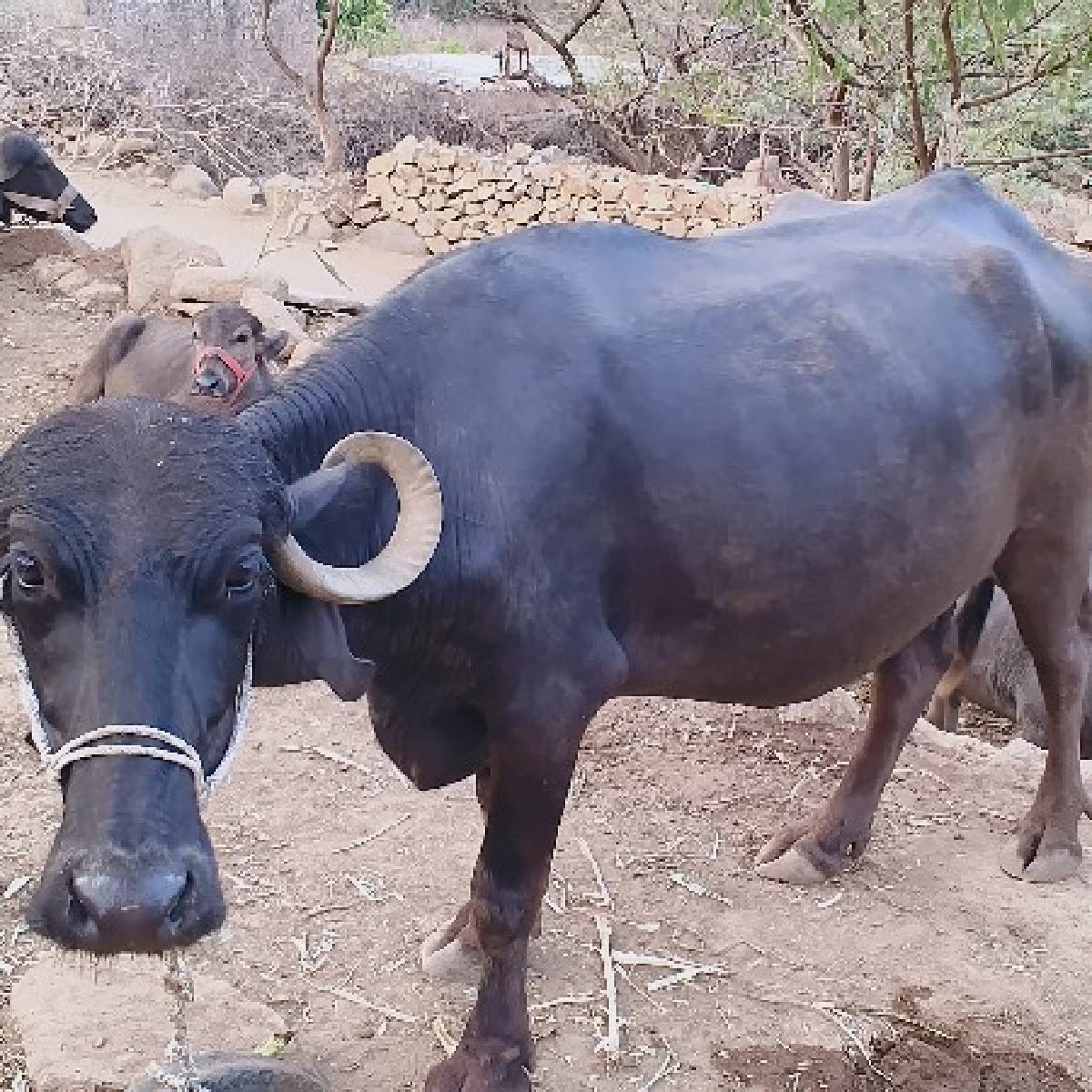2 ભેંસો વેચવાની છે