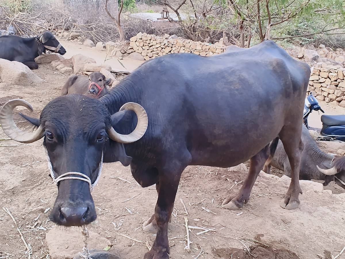 2 ભેંસો વેચવાની છે