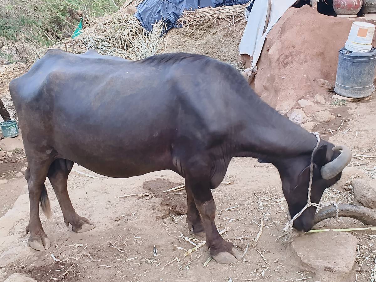 2 ભેંસો વેચવાની છે