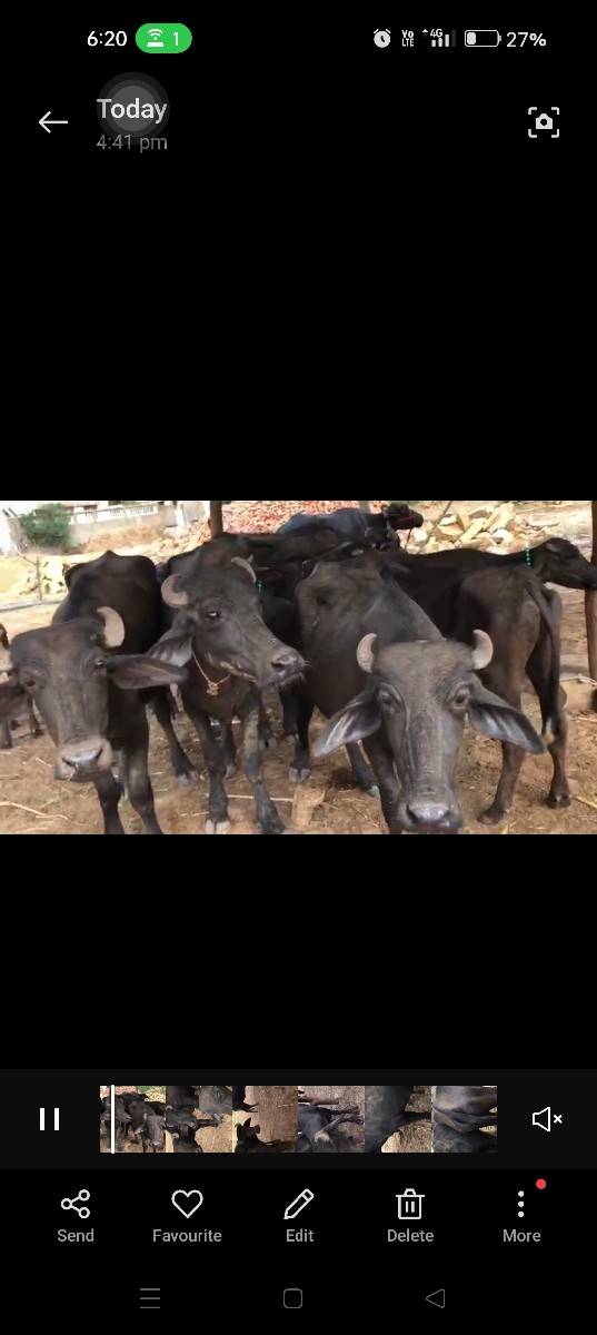11‌ બન્ની નશલ ની ખડેલી