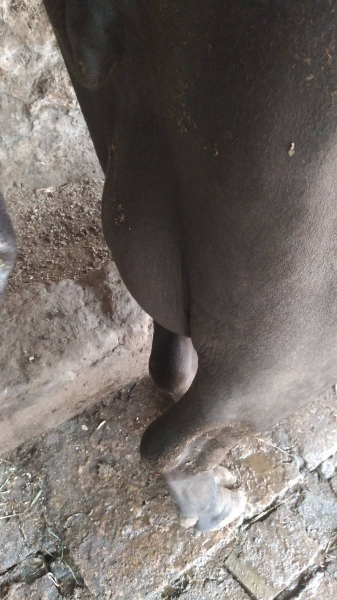 ભેશ વેચવાનો છે